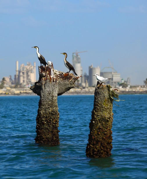 Oiseaux Mer Sococim Industries